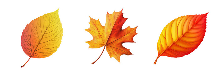 Vibrant autumn leaf illustration set. Vibrant Autumn Leaf Clipart Set for Seasonal Design