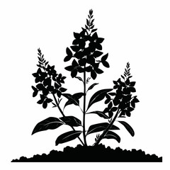 Lobelia Flower Silhouette Vector Illustration on white background.