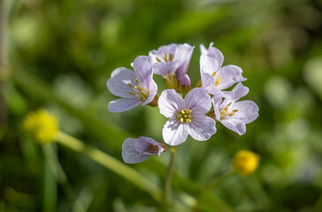 Wiesenschaumkraut (Cardamine pratensis)