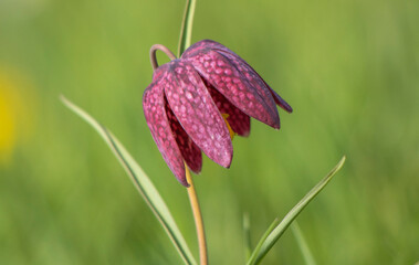 Rote Schachbrettblume (Fritillaria meleagris)