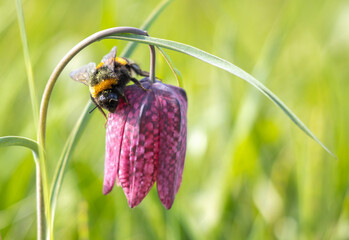 Hummel auf Schachbrettblume