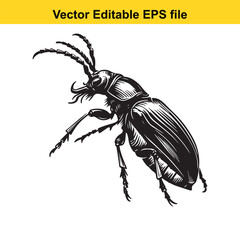 Detailed Black and White Illustration of a Beetle Featuring Intricate Leg and Antennae Structures Against a Clean White Background