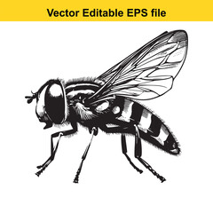 Detailed Vector Illustration of a Hoverfly Insect Depicted with Precision Showing Intricate Wing Details and Body Markings in Black and White