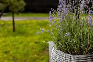 Beautiful purple lavender flowers flourish in a woven basket outdoors in a garden setting. A close-up shot of lavender flowers in a woven basket with a blurred background of green grass and a tree.