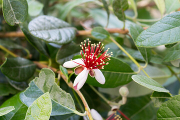 A feijoa flower blooms on a tree.Latin name Acca sellowiana, close-up.