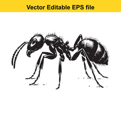 Detailed Ant Illustration Showing Anatomy and Exoskeleton Markings in Black and White