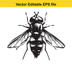 Detailed Black and White Ink Sketch of a Hoverfly Illustration of a Detailed Insect in a Graphic Style Presentation