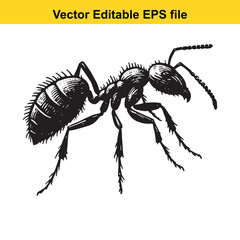 Detailed Monochrome Illustration of an Ant Crawling a Vector Graphic Depicting the Anatomy of an Insect in Black Ink