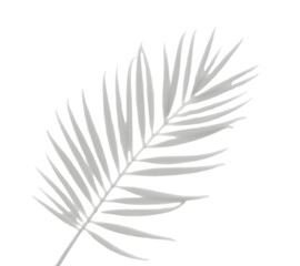 Fototapeta premium Realistic palm tree branch shadow overlay effect on the corner. Tropical coconut leaf shadow on transparent background. Design elements for summer spring decoration, Mockup for product presentation