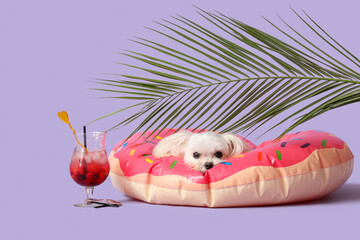 Adorable Bolognese dog in inflatable ring with cocktail near palm leaves on lilac background