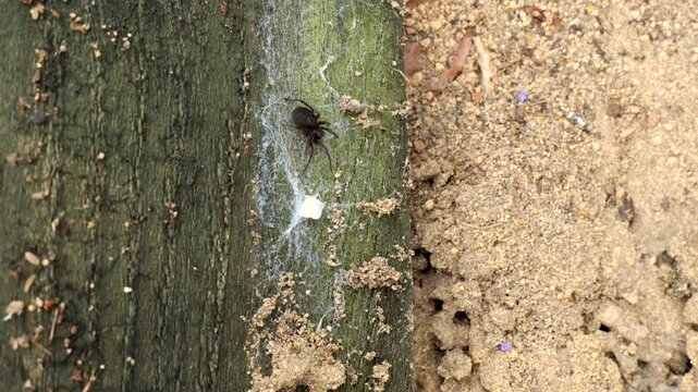 A black spider with egg sack moves about beside common black garden ants (Lasius niger) The ants are preparing for their seasonal nuptial flight with winged ready to take off 
