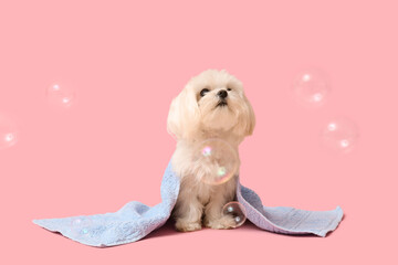 Cute Maltese dog with soap bubbles and towel on pink background