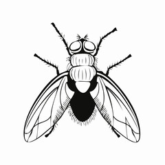 Blow Fly Species Lucilia Caesar Image vector isolated on white background.