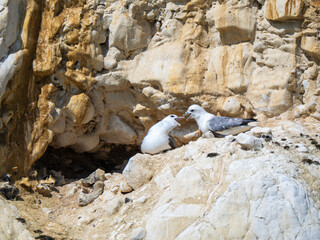 Two Fulmars Pair Bonding on a Cliff
