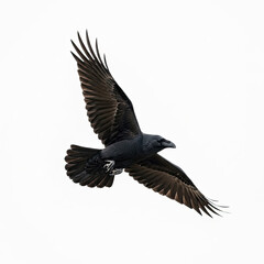 Obraz premium black vulture isolated on white background