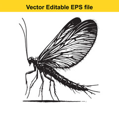 Detailed Ink Drawing of a Caddisfly Vector Illustration of a Flying Aquatic Insect