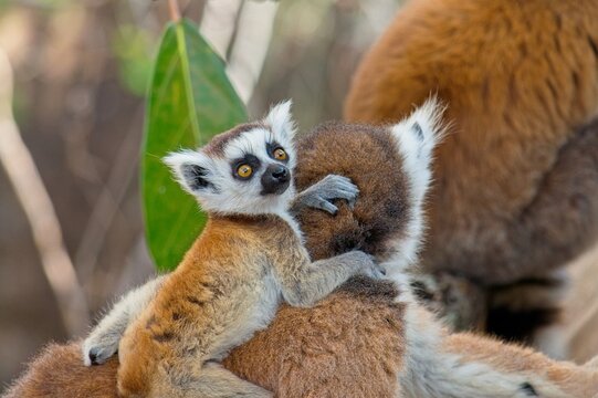 Cute baby ring tailed lemur embracing its mother in their natural environment, a sunny day in madagascar - Powered by Adobe