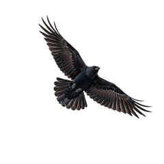 Obraz premium black vulture isolated on white background