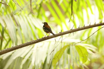 The red-backed thrush or rusty-backed thrush (Geokichla erythronota) is a species of bird in the family Turdidae. This photo was taken in Sulawesi Island, Indonesia.