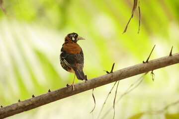 The red-backed thrush or rusty-backed thrush (Geokichla erythronota) is a species of bird in the family Turdidae. This photo was taken in Sulawesi Island, Indonesia.