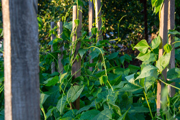 Green bean plants are thriving and climbing wooden supports in a sunlit garden, showcasing healthy...