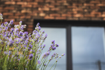 Beautiful lavender flowers bloom in front of a rustic brick wall and window. A close-up of vibrant lavender flowers in full bloom, set against a blurred background of a brick wall and a window.