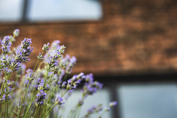 Beautiful lavender flowers bloom in front of a rustic brick wall and window. A close-up of vibrant...
