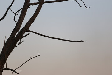 Empty branches against the background of the evening sky.