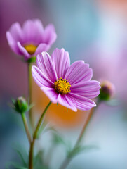 Beautiful pink cosmos flowers with delicate petals and vibrant yellow centers, gracefully swaying in a gentle breeze, creating a serene and colorful atmosphere in a natural garden setting
