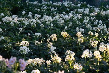 A lush field filled with blooming potato flowers showcases vibrant white petals and green foliage,...