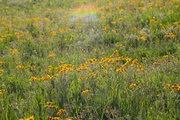 field of yellow flowers