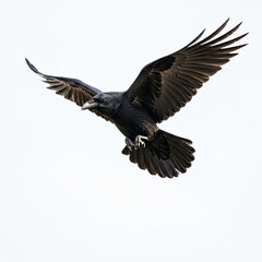 Obraz premium black vulture isolated on white background