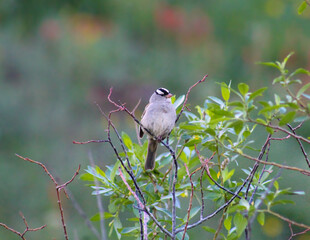Fototapeta premium Bird in trees