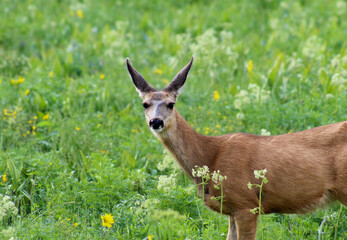 Deer in the Mountains 