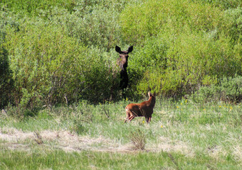 Moose mom and baby 