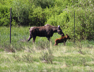 Moose in Rocky Mountains 