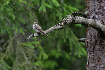 Spotted flycatcher perched on a tree branch in a coniferous forest in the morning after the rain, summer in Norway, Oslo, Muscicapa striata