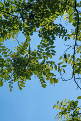 acacia tree. Robinia pseudoacacia. branches and green leaves. 