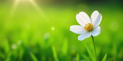 Delicate White Flower Blooming in Lush Green Pasture, Purity and Freshness of Dairy