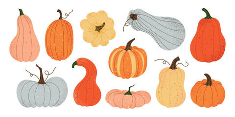 Colorful pumpkin collection in various shapes and colors. Decorative fall vegetables perfect for Thanksgiving, harvest, Halloween, and seasonal designs. Vector illustration on white background.