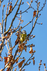 Blue Tit (Cyanistes caeruleus), common across Europe, spotted in Phoenix Park, Dublin.