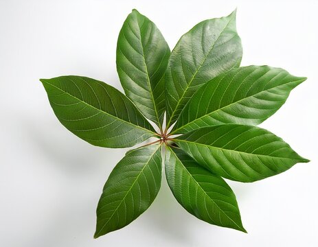 vibrant green podocarpus plant isolated on a white background highlighting the fresh foliage and unique texture of the podocarpus leaves perfect for various design needs with copy space