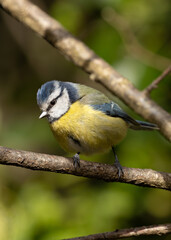 Blue Tit (Cyanistes caeruleus), common across Europe, spotted in Phoenix Park, Dublin.