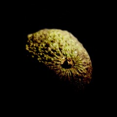 Avocado set against a dark background. The textured green skin is illuminated by dramatic low-key...