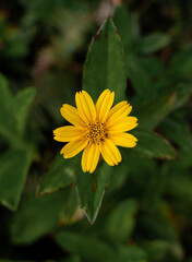 Beautiful yellow flower blooming with a green background on Kauai