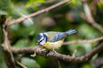 Blue Tit (Cyanistes caeruleus), common across Europe, spotted in Phoenix Park, Dublin.