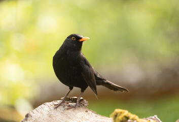 Curious common blackbird (Turdus merula) standing on a log on a sunny Spring day in Stockholm with a bright green background