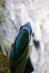 Blauer Fisch im Wasser