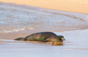 Hawaiian monk seal (Neomonachus schauinslandi) exiting the ocean onto a beach in Kauai