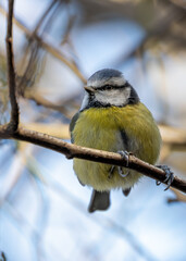 Blue Tit (Cyanistes caeruleus), common across Europe, spotted in Phoenix Park, Dublin.
